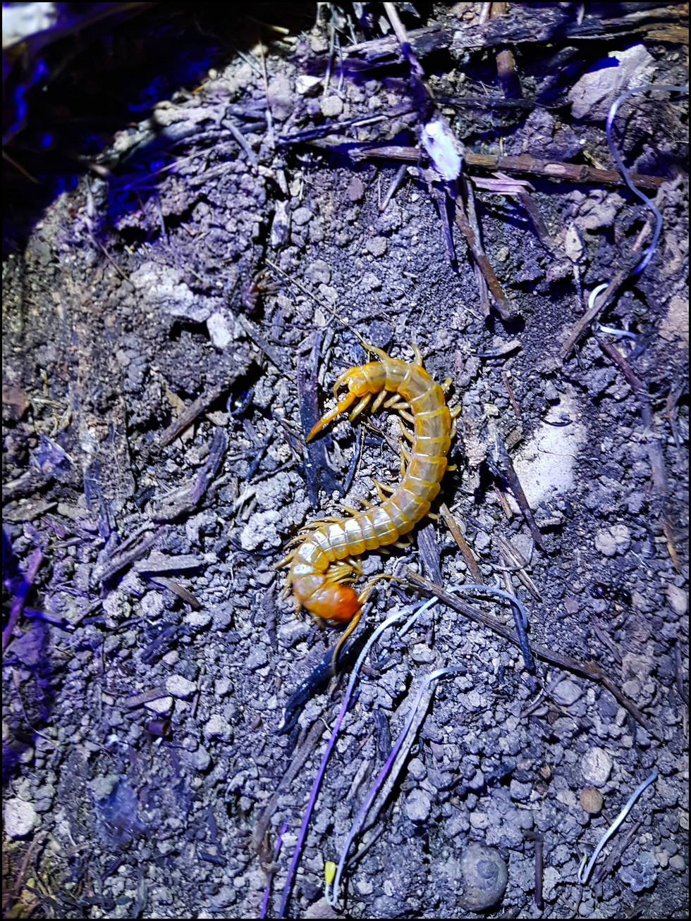 journeys and scorpions travelblog | Jordan, Salt | Centipede, Scolopendra canidens