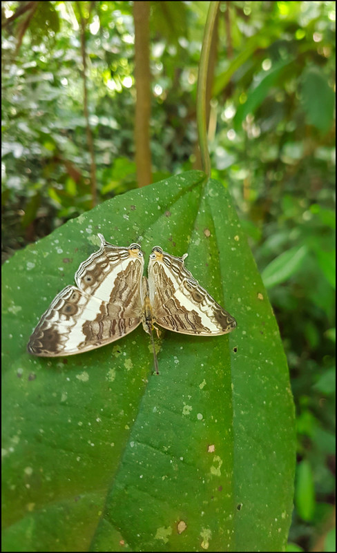 journeys and scorpions travelblog | Vietnam-Cuc Phuong National Park, Nymphalid Butterfly, Cyrestis cocles