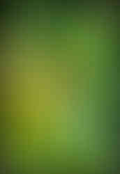 journeys and scorpions travelblog | Vietnam-Cuc Phuong National Park, Leaf footed bug, Rhamnomia dubia