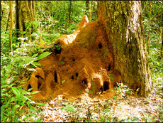 journeys & scorpions | travelblog | Sri Lanka | Wilpattu National Parc | Termite mound