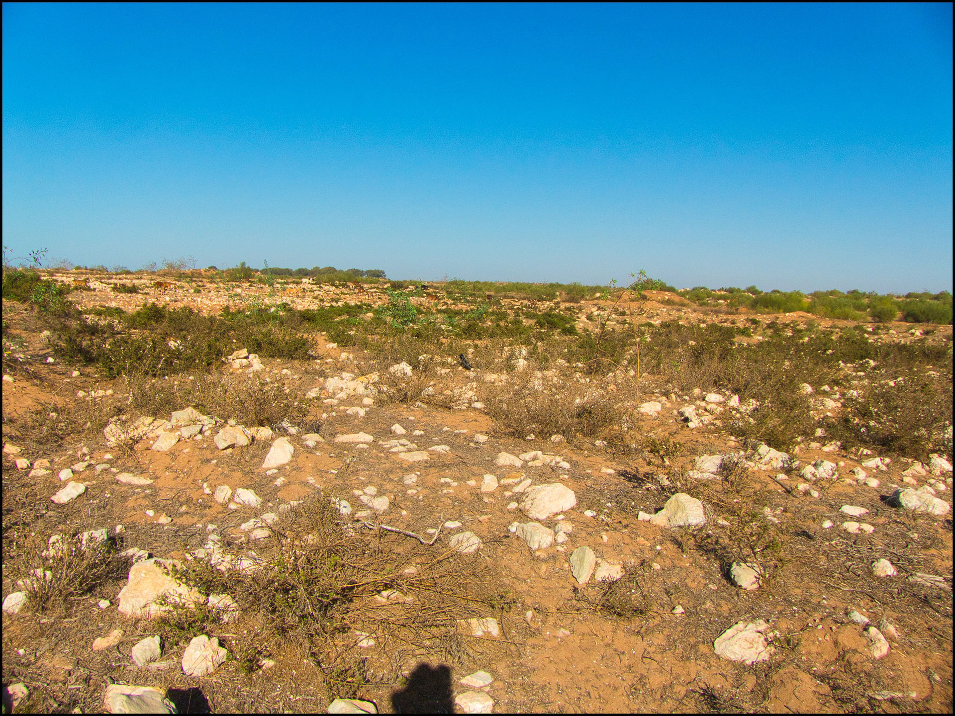 journeys & scorpions travelblog | Morocco Ouled Si Hamou | Scorpion Buthus sp.