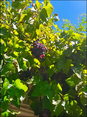 journeys and scorpions travelblog | Spain-Andalusia, Granada | Grapes