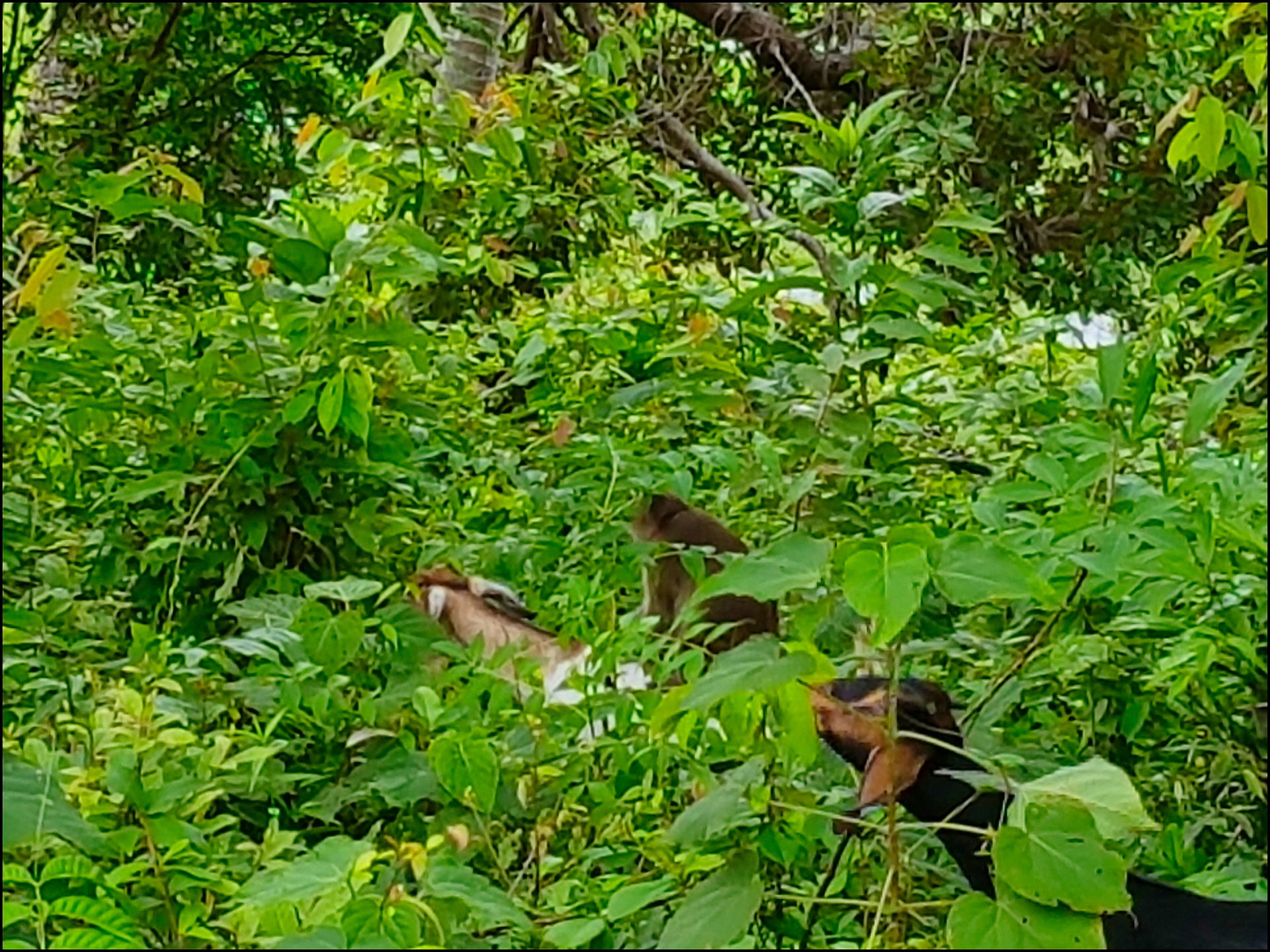 journeys and scorpions travelblog | Thailand Ko Yao Yai Main Road
