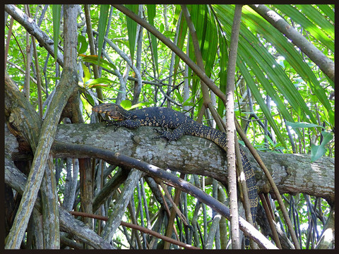 journeys & scorpions | travelblog | Sri Lanka | Boatride Chilaw | Gin oya River | Varanus sp.