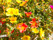 journeys and scorpions travelblog | Spain Mallorca 2017 | Valldemossa | Sun rose Portulaca grandiflora