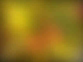 journeys and scorpions travelblog | Spain Mallorca 2017 | Valldemossa | Sun rose Portulaca grandiflora