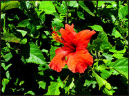 journeys & scorpions | travelblog | Cyprus | Pafos | Sunny Hill Hotel | Malvaceae sp. | Hibiscus