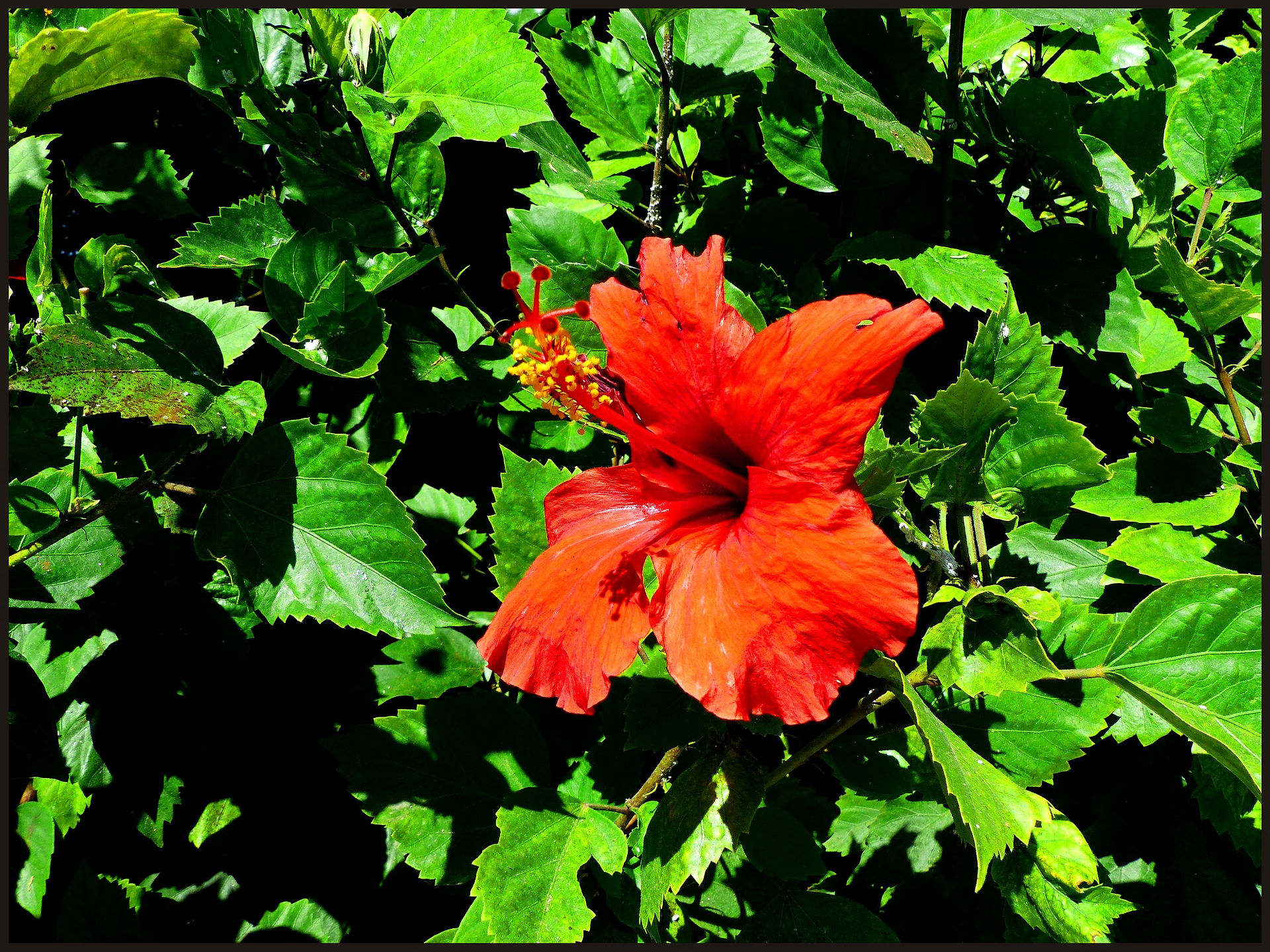 journeys & scorpions | travelblog | Cyprus | Pafos | Sunny Hill Hotel | Malvaceae sp. | Hibiscus