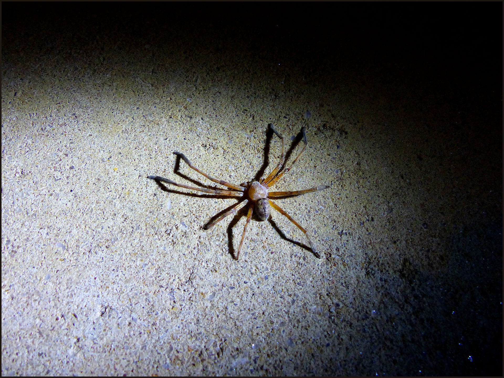 journeys & scorpions | travelblog | Sri Lanka | Flat huntsman | Delene canseridis