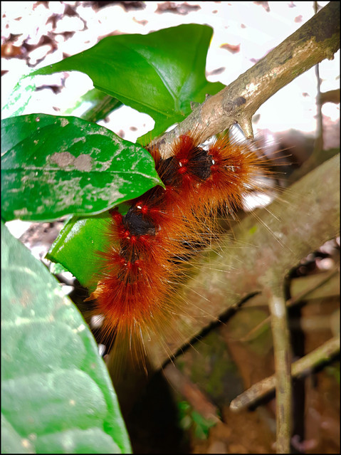 journeys and scorpions travelblog | Vietnam-Cuc Phuong National Park, 1000 year old Tree, Terminalia myriocarpa, Moth Caterpillar, Areas sp.