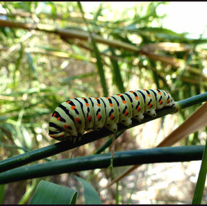 6th Day: Before Adonis is after Adonis