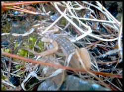 Mesobuthus gibbosus, (female)