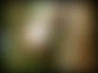 journeys & scorpions | travelblog | Sri Lanka | Macaca sinica