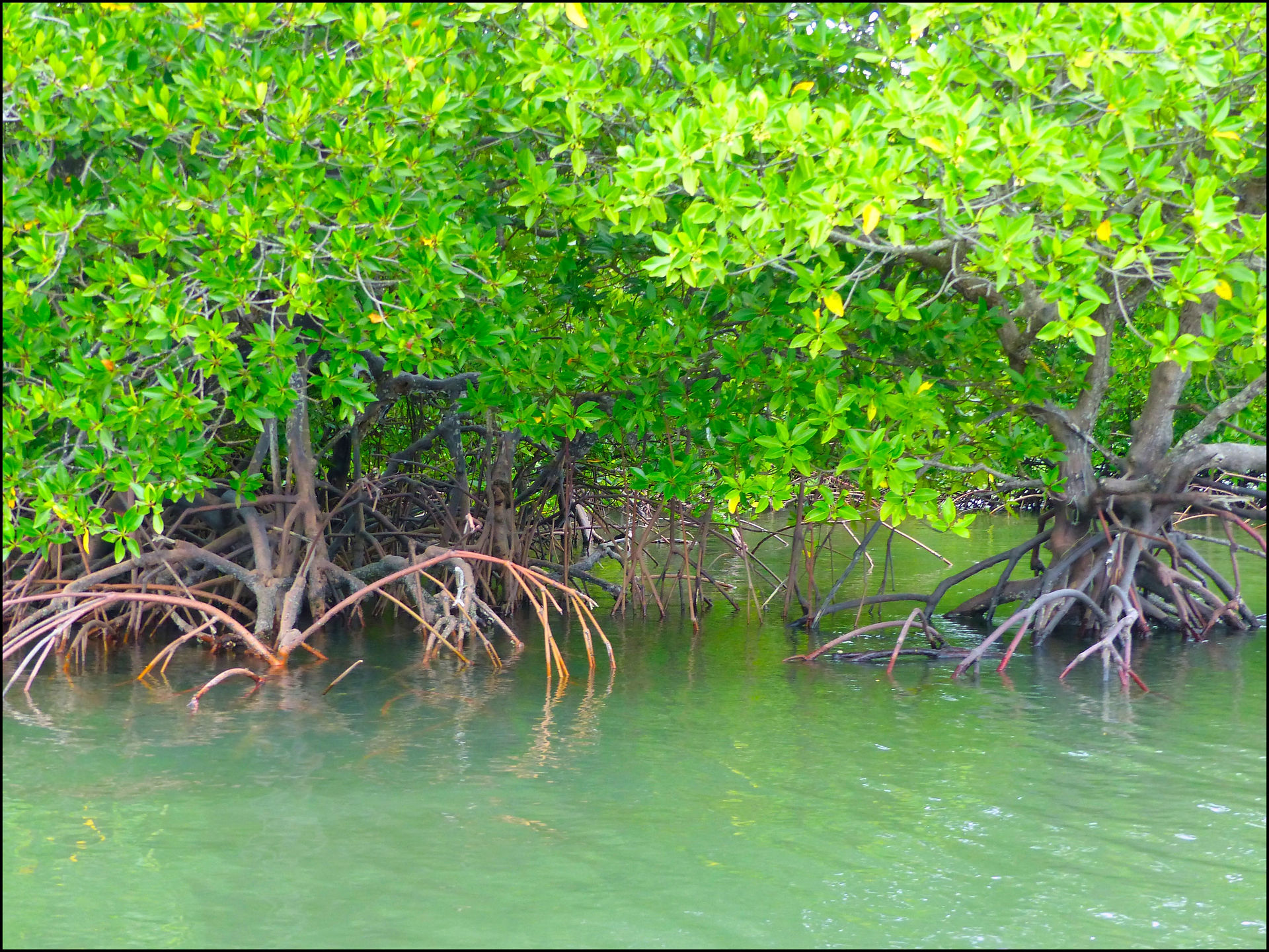 journeys and scorpions travelblog | Thailand Ko Yao Yai | Lo Pa Lai River Boattour