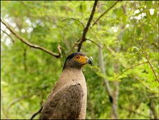 journeys & scorpions | travelblog | Sri Lanka | Wilpattu National Parc | Spilornis c. spilogaster | Serpent Eagle