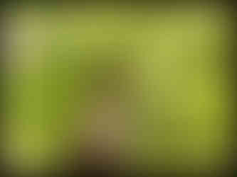 journeys & scorpions | travelblog | Sri Lanka | Wilpattu National Parc | Spilornis c. spilogaster | Serpent Eagle