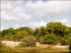 journeys & scorpions | travelblog | Sri Lanka | Wilpattu National Parc | Steppe Wilpattu