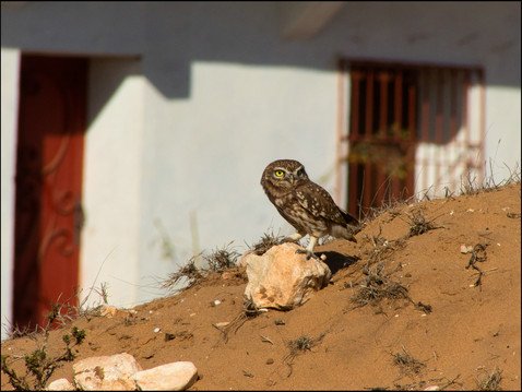 journeys & scorpions travelblog | Morocco Ouled Si Hamou | Little Owl Athene noctua