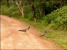 journeys & scorpions | travelblog | Sri Lanka | Wilpattu National Parc | Birds