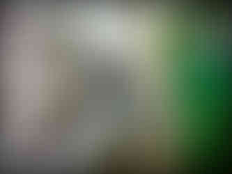 journeys and scorpions travelblog | Vietnam-Sapa, Love Waterfall Suối Vàng Thác Tình Yêu-Beetle,Carabus sp.