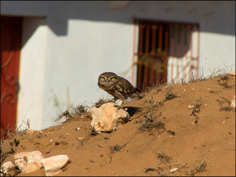 journeys & scorpions travelblog | Morocco Ouled Si Hamou | Little Owl Athene noctua