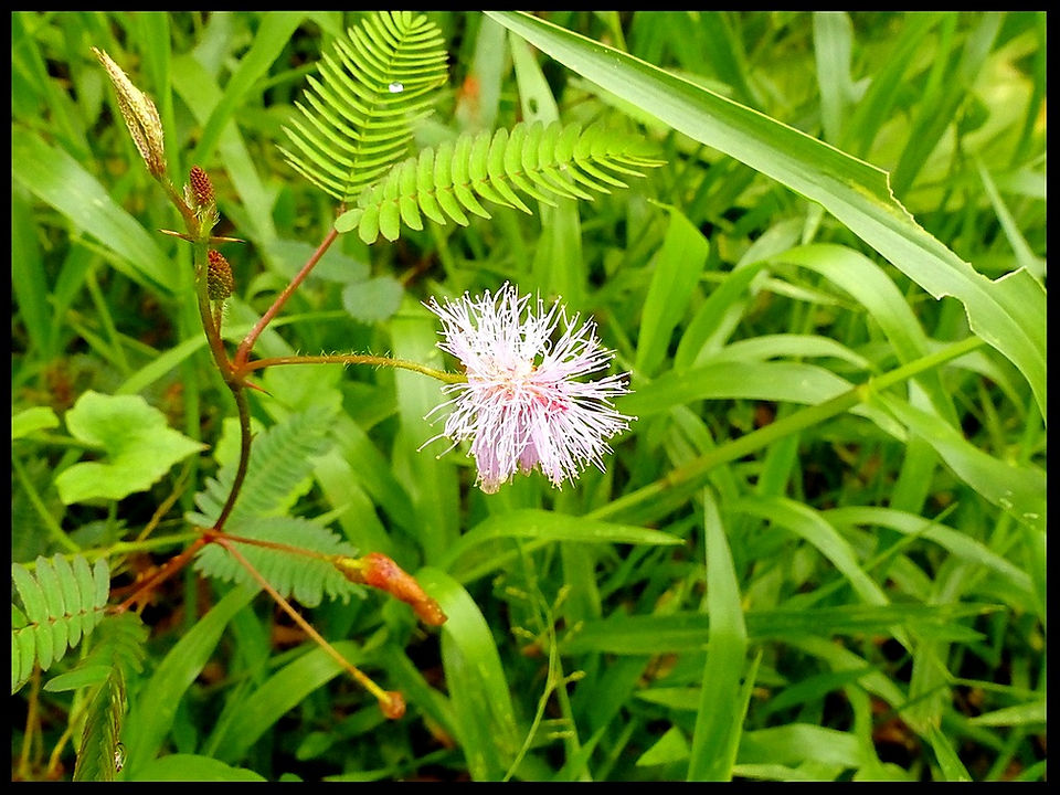 journeys & scorpions | travelblog | Sri Lanka | Mimosa pudica | Sleepy plant