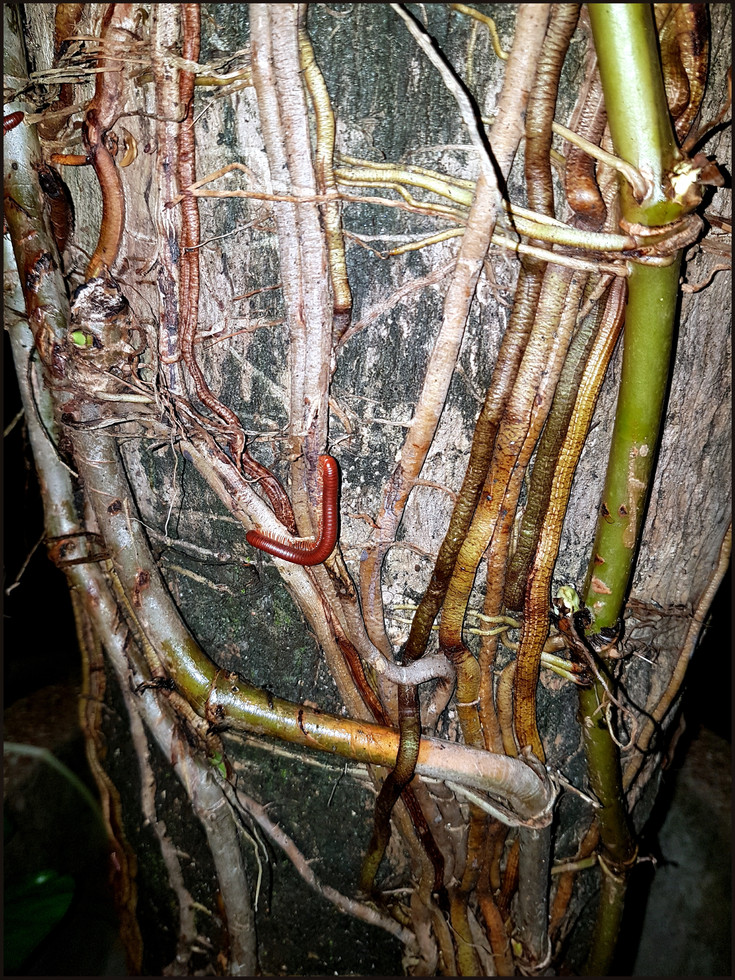 journeys & scorpions | travelblog | Thailand Phuket | Inter House | Trigonoiulus corallinus