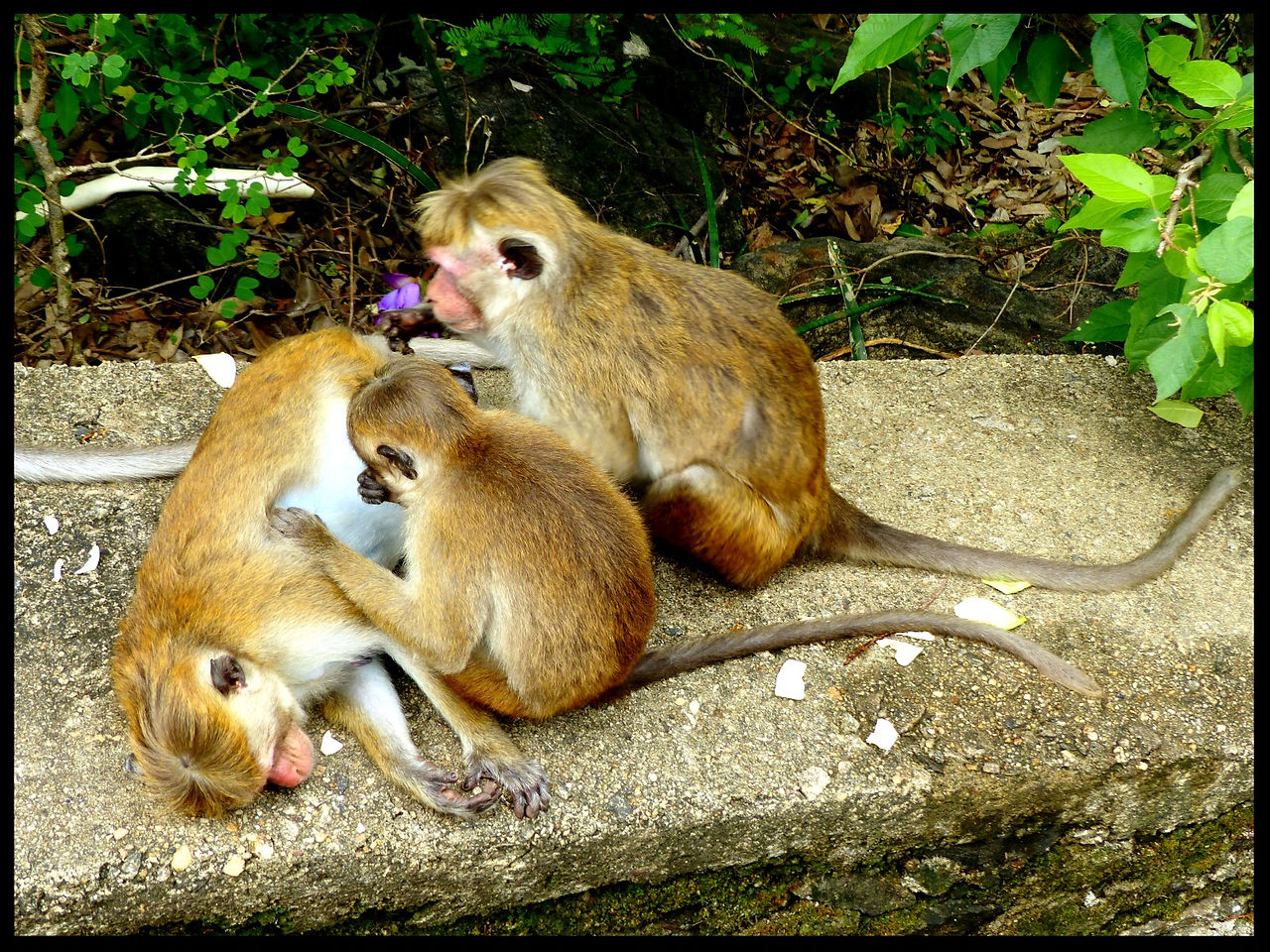 journeys & scorpions | travelblog | Sri Lanka | Golden Buddha Temple | Macaca sinica