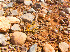 journeys & scorpions travel blog | Morocco Ait Tahra | Scorpion Buthus sp.