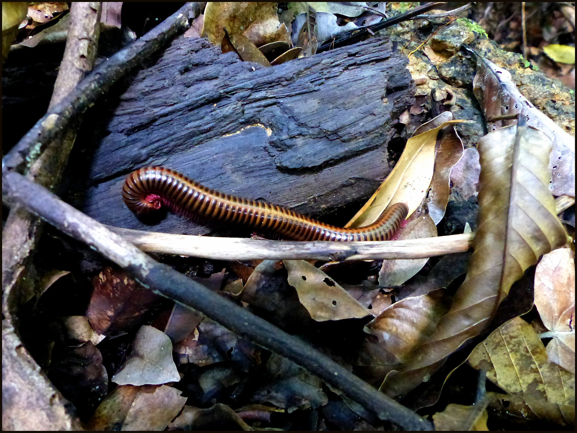 journeys & scorpions | travelblog | Thailand Phuket | Kathu Waterfall | Jungle | Thyropygus sp. | Millipede
