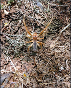 Camel spider | Solifugae sp.