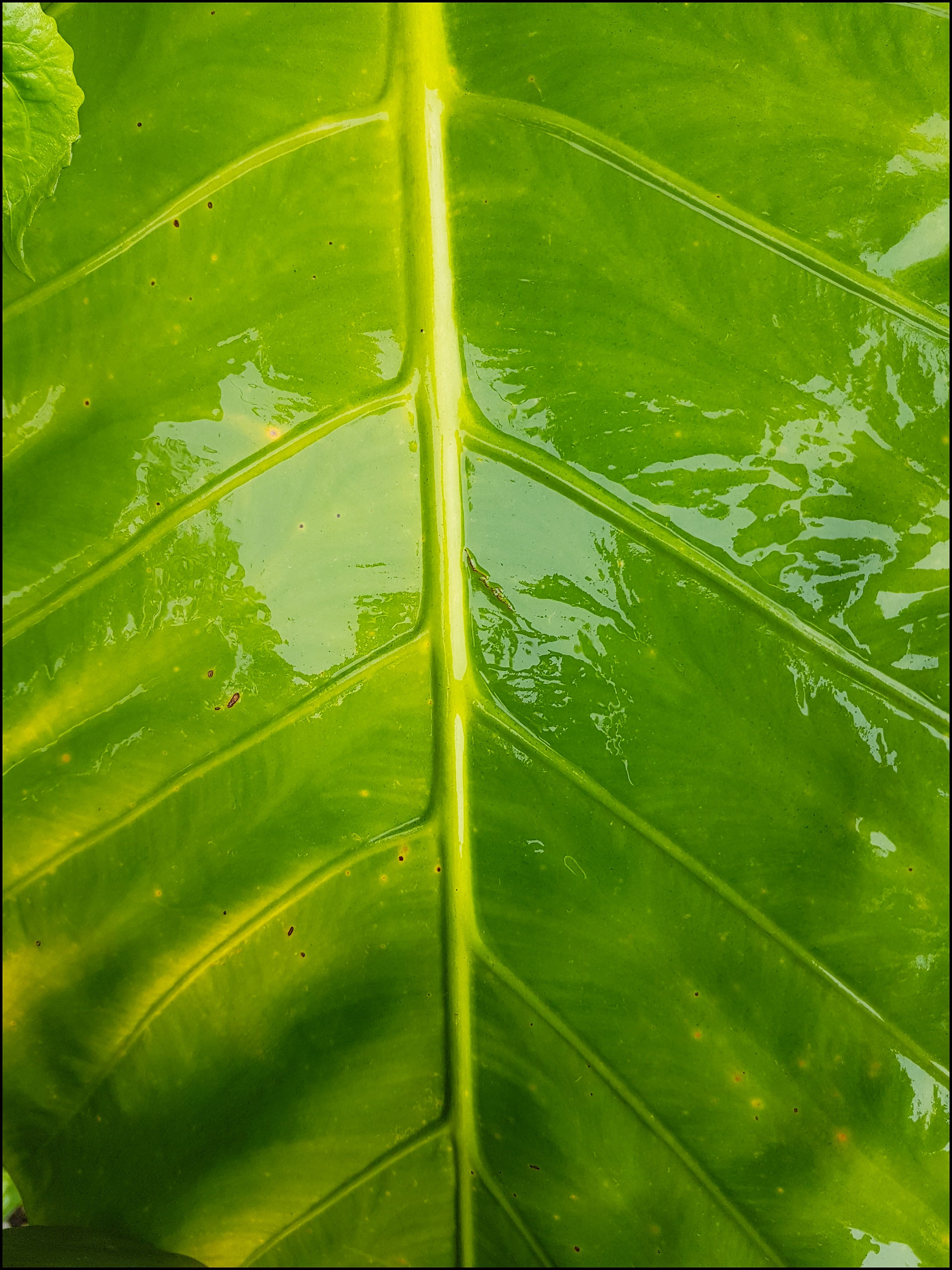 journeys and scorpions travelblog | Thailand Phuket-Karon Jungle leaf
