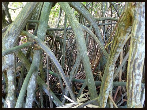 journeys & scorpions | travelblog | Sri Lanka | Boatride Chilaw | Gin oya River | Mangrove