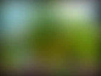 journeys and scorpions travelblog | Vietnam-Ninh Binh, Tam Coc Friendly Homestay, Pomelo