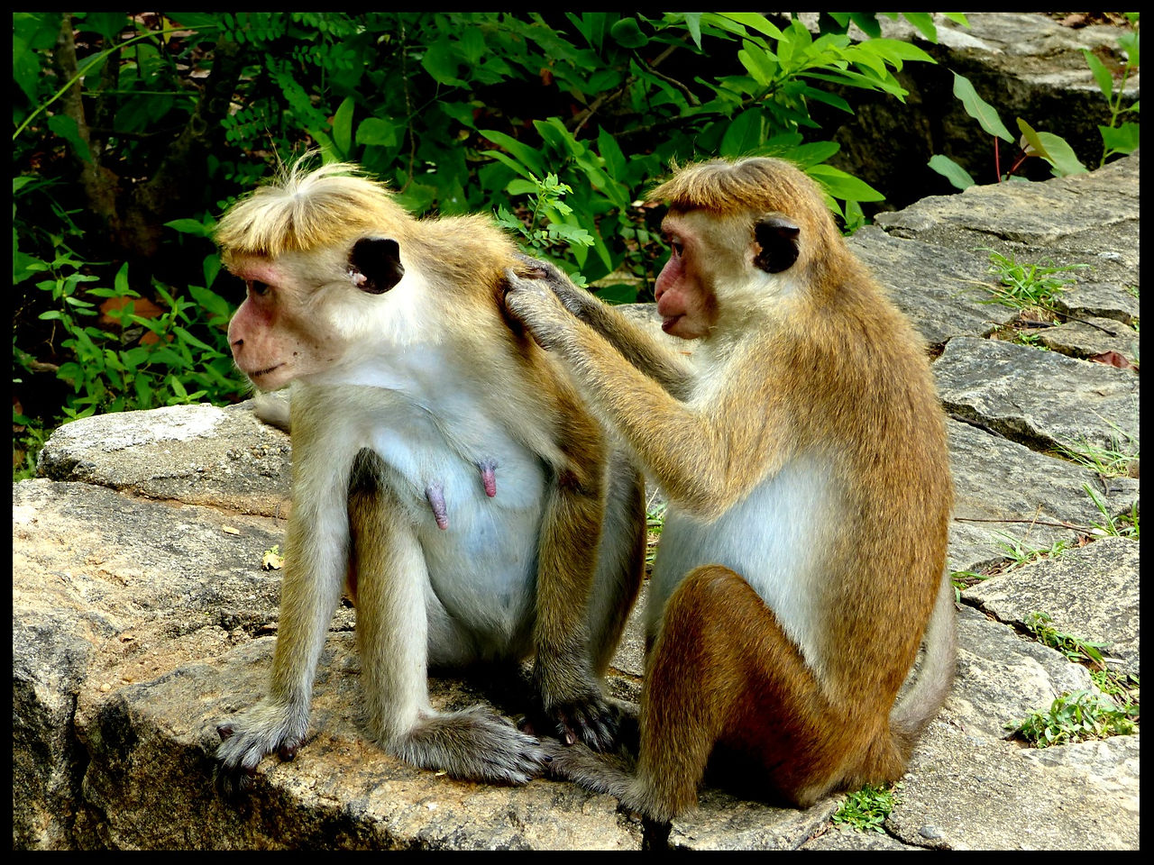 journeys & scorpions | travelblog | Sri Lanka | Golden Buddha | Macaca sinica