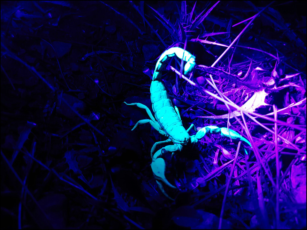 journeys and scorpions travelblog | Jordan, Salt | Scorpion, Nebo hierichonticus