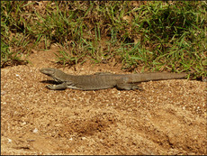 journeys & scorpions | travelblog | Sri Lanka | Wilpattu National Parc | Varanus sp.