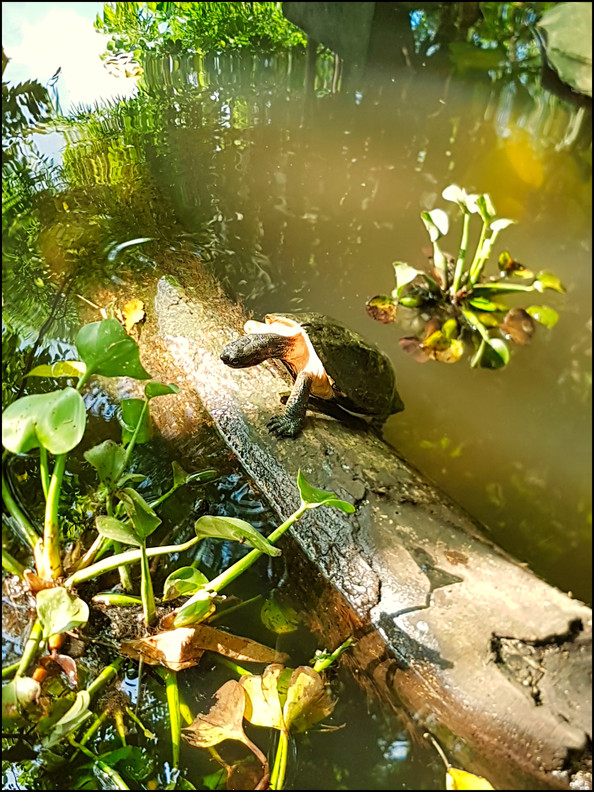 journeys and scorpions travelblog | Vietnam-Cuc Phuong National Park, Turtle Conservation Center, Vietnamese Pond Turtle, Mauremys annamensis