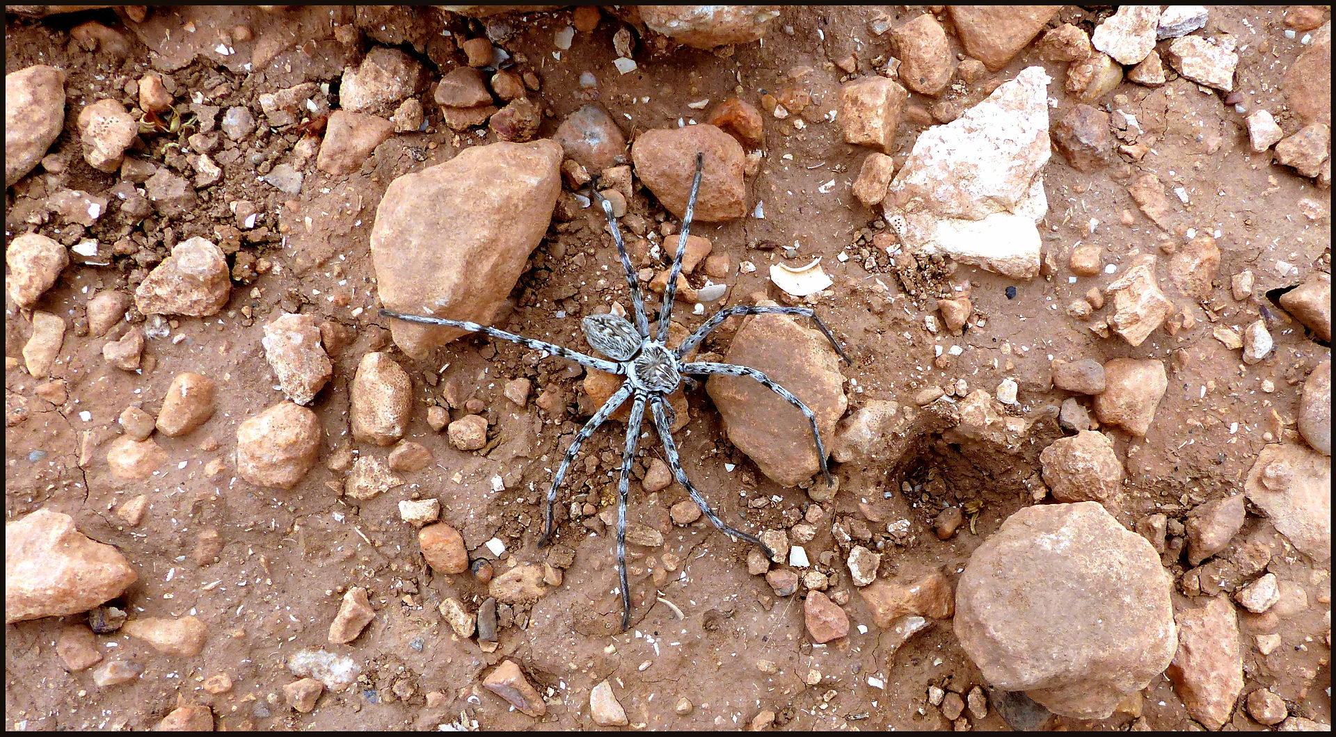 journeys & scorpions | travelblog | Morocco Aratal Bouchta | Eusparassus sp. | Huntsman spider
