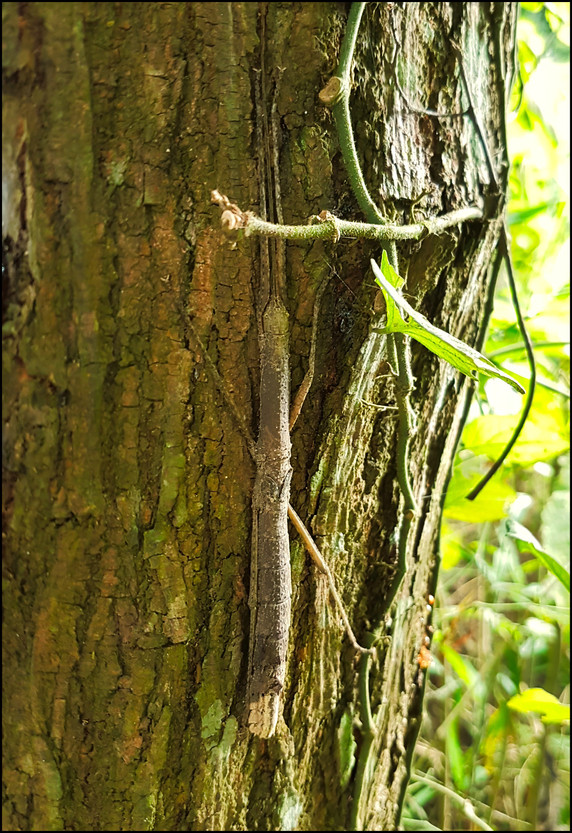 journeys and scorpions travelblog | Vietnam-Cuc Phuong National Park, Stick Insect, Undetermined sp.