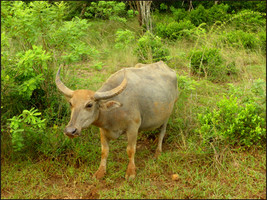 journeys & scorpions | travelblog | Sri Lanka | Wilpattu National Parc | Water Buffallo