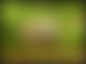 journeys & scorpions | travelblog | Sri Lanka | Wilpattu National Parc | Water Buffallo