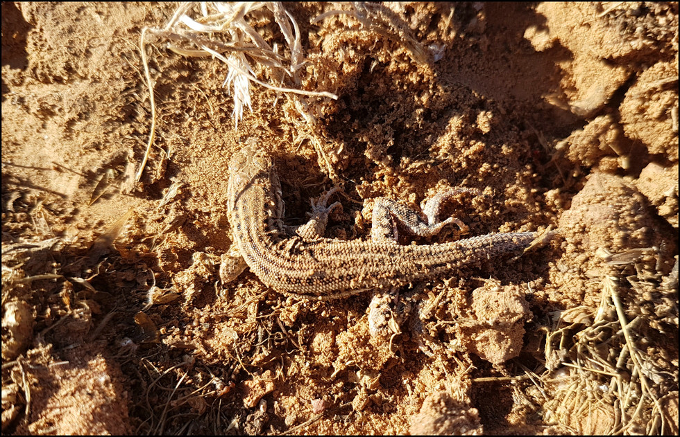 journeys and scorpions travelblog | Jordan-Petra, Plateau, Lizard