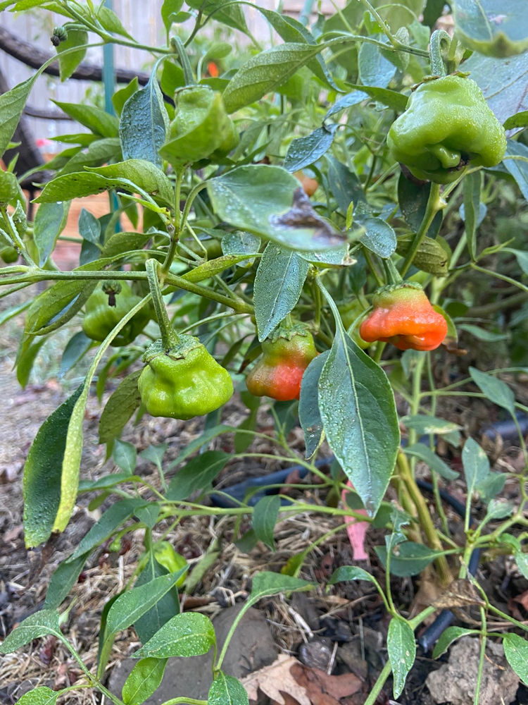 Overwintering Peppers