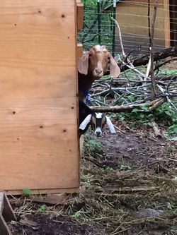 Amber & her daughter Raisin