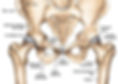 AnatomÃa de la Cadera