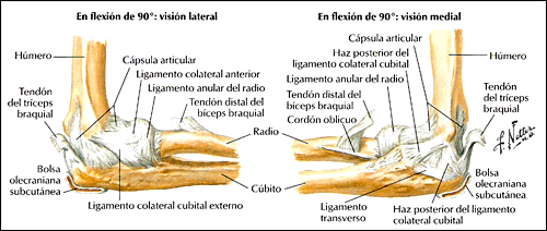 Anatomía del codo