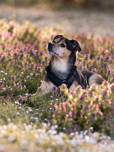 Authentisches Hundefotoshooting in Mainz. Hund liegt auf einer Blumenwiese.
