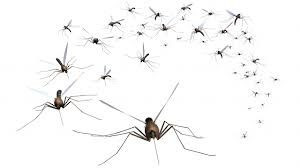 Zika Update #1: Important New Information