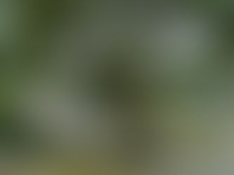 Why Cheaper Isn’t Always Better: Invest in a Custom Tiny Home by Movable Roots Over a Mass-Produced RV